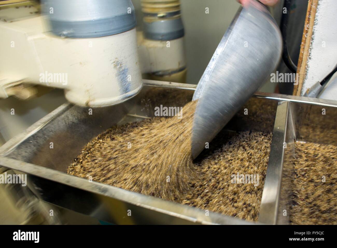 Produktion der großen Skala der essbare Insekten (Mehlwürmer) in den Niederlanden Stockfoto