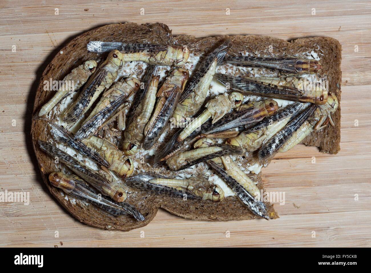 Produktion der großen Skala der essbare Insekten (Heuschrecken) in den Niederlanden Stockfoto