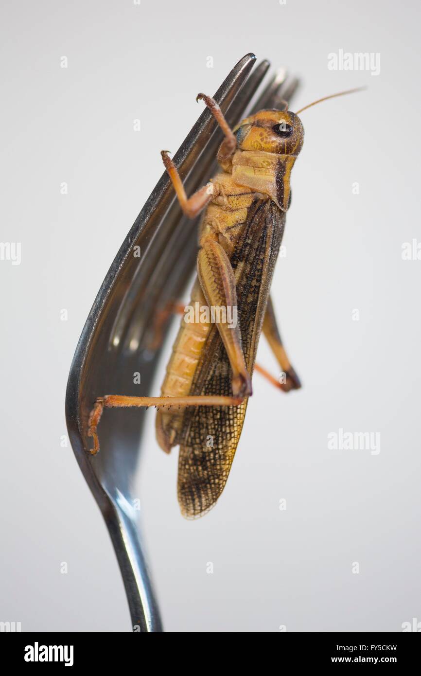 Produktion der großen Skala der essbare Insekten (Grasshopper - Locusta Migratoria) in den Niederlanden Stockfoto