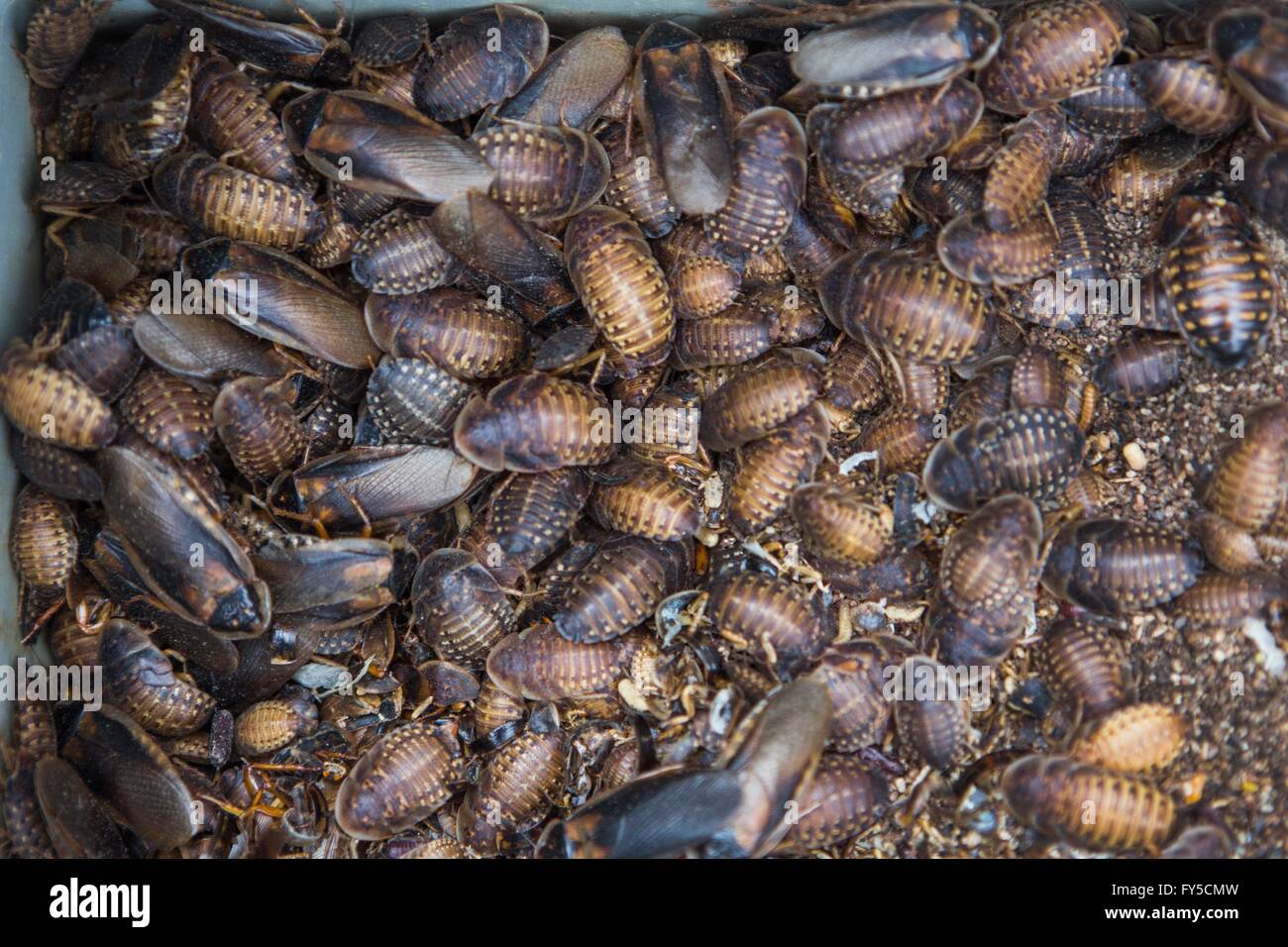 Produktion der großen Skala der essbare Insekten (Schaben Blaptica Dubia) in den Niederlanden Stockfoto