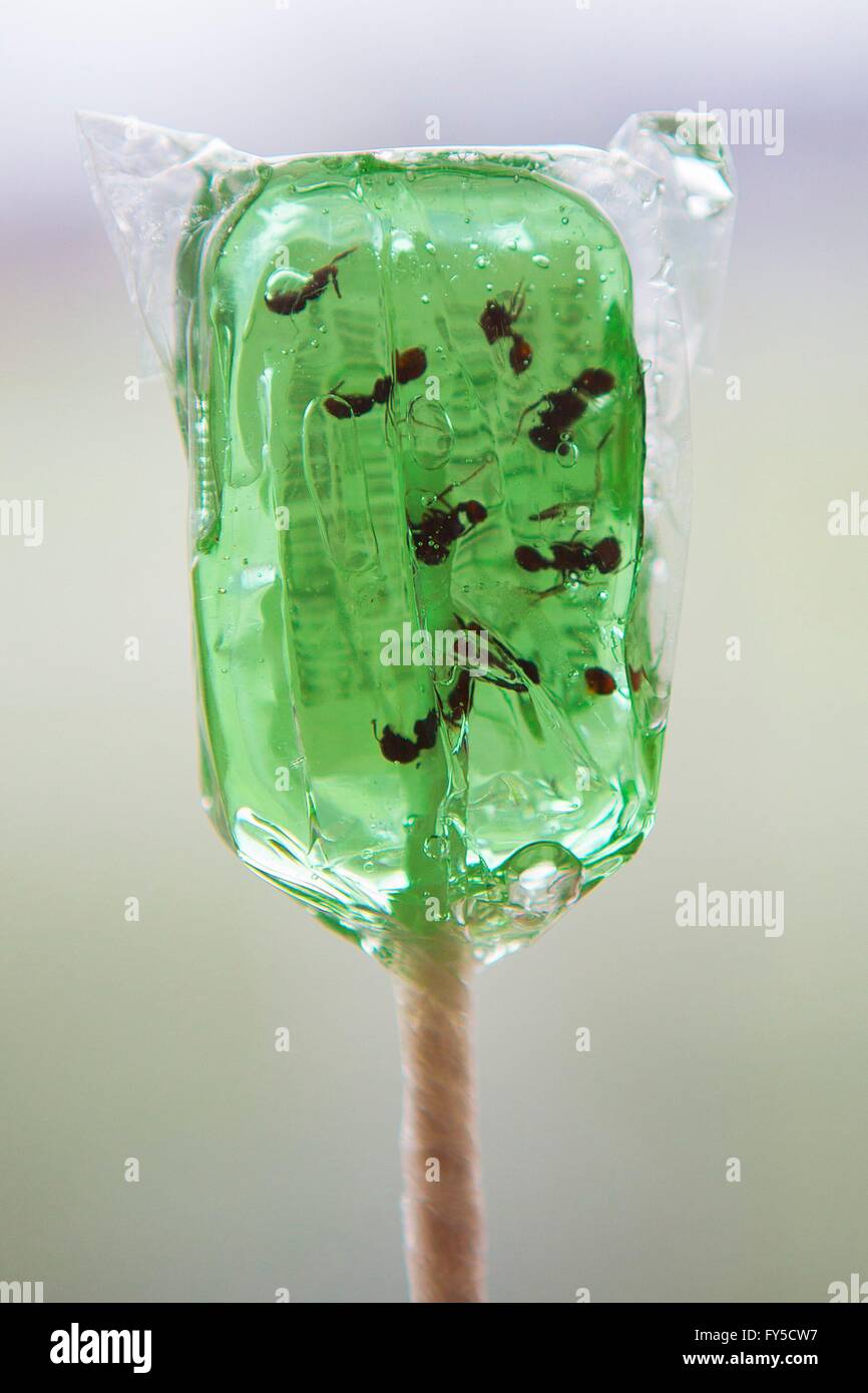 Lollypop mit Insekten (Ameisen) innen Stockfoto