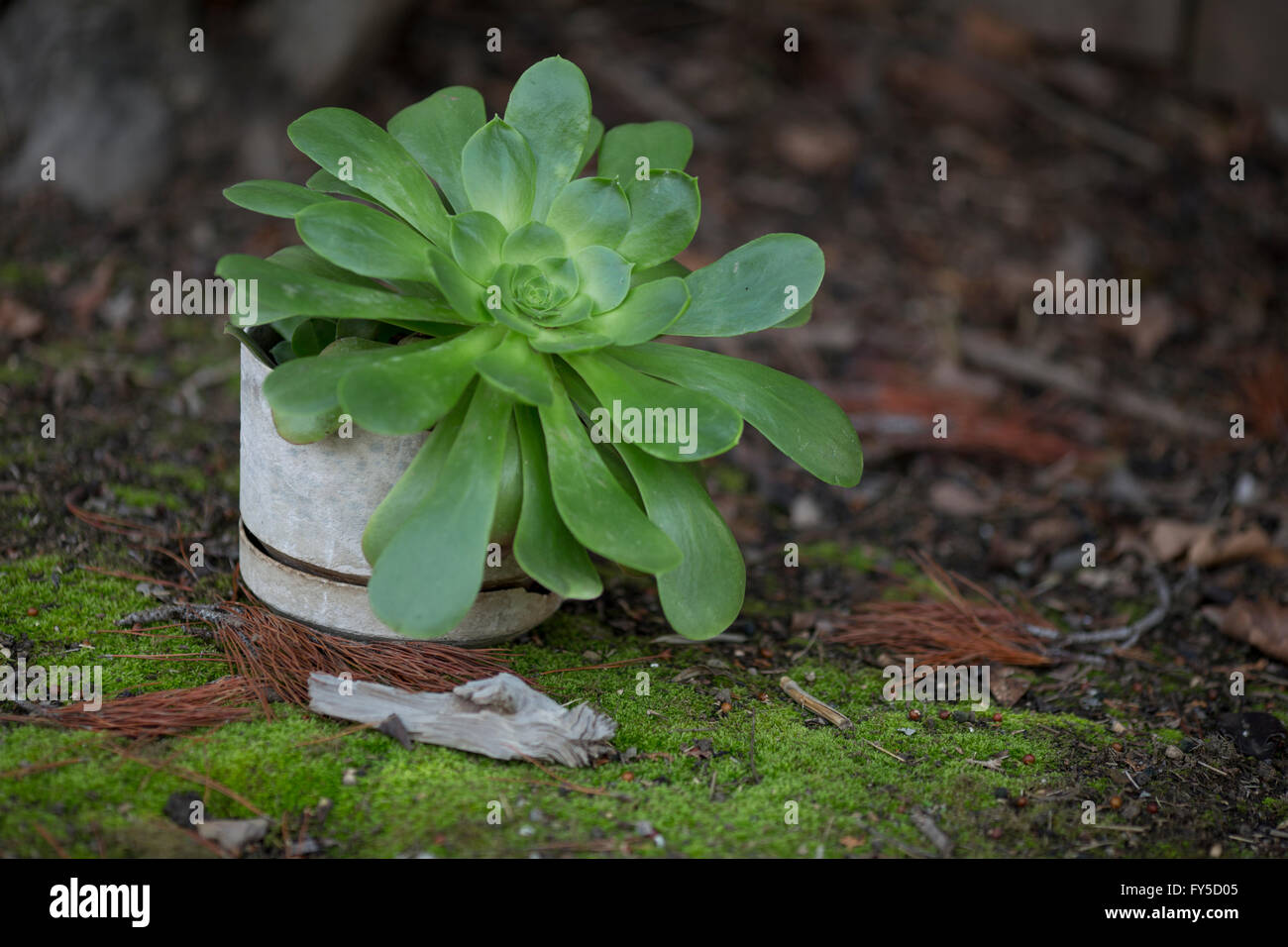große Aeonium saftigen Topfpflanze in der Nähe von schönen moosigen Boden-Decke Stockfoto
