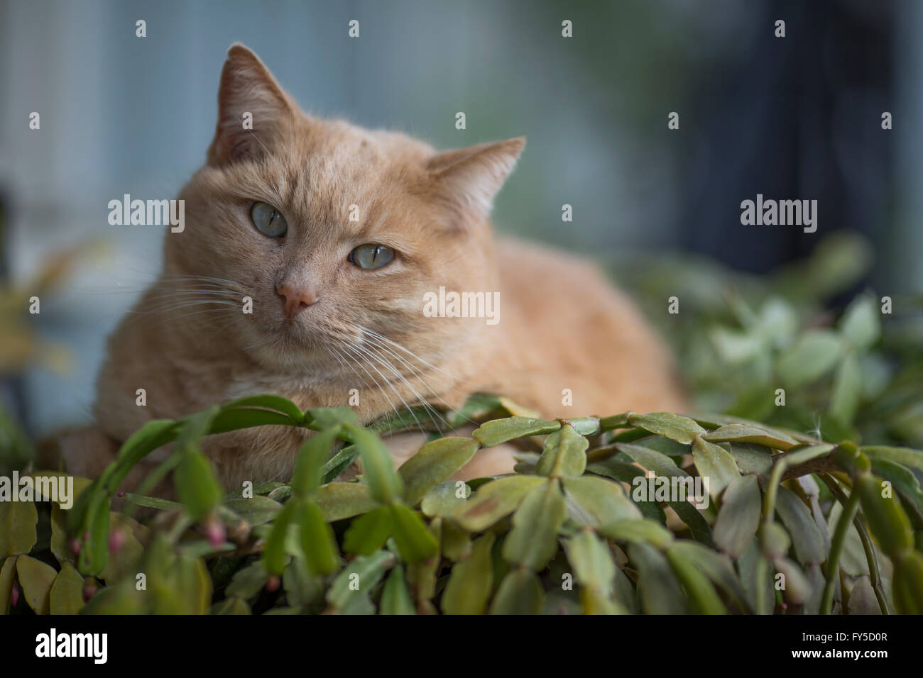 Königin der Garten, orange Tabby sitzen auf ein Ostern sukkulente Pflanze Stockfoto