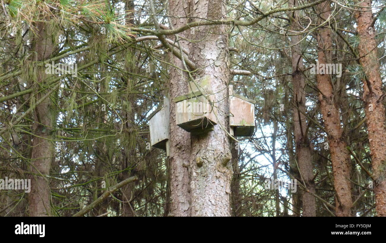 Fledermauskasten auf Baum Stockfoto