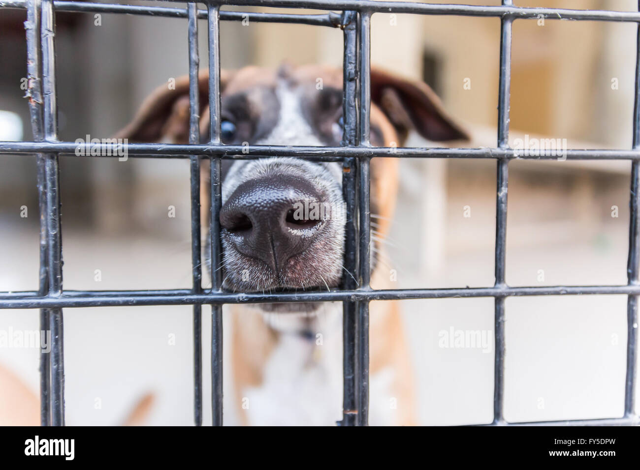 Unterschlupf für obdachlose Hunde warten auf einen neuen Besitzer Stockfoto