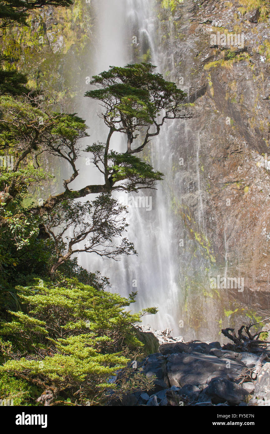 Ein malerischen Blick auf den Wasserfall Cascade - Devils Punchbowl fallen in Neuseeland Stockfoto