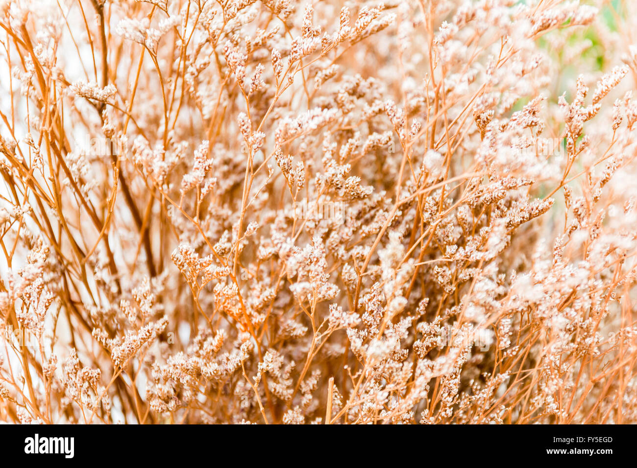 Vintage weiche Licht Ton und soft-Fokus der abstrakten Natur Hintergrund mit Rasen Blume Stockfoto