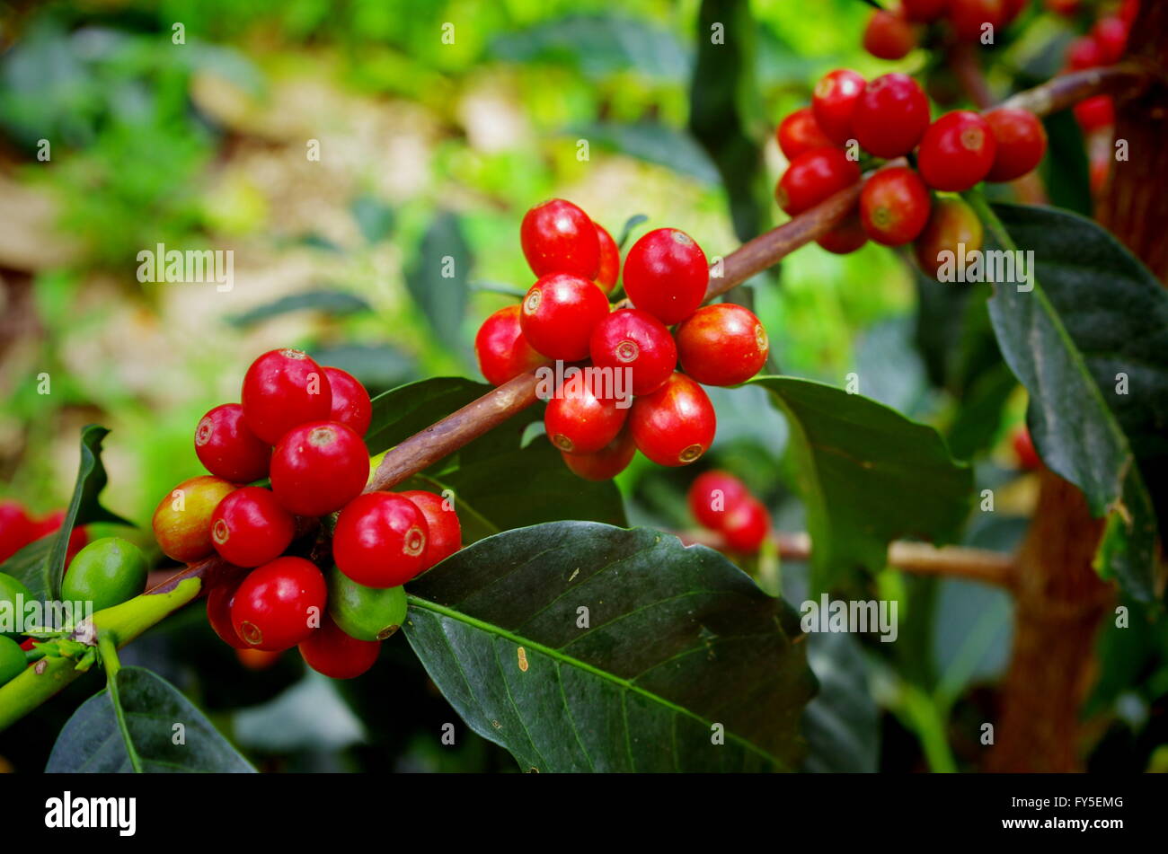 Reif für die Ernte reif Kaffee Stockfoto