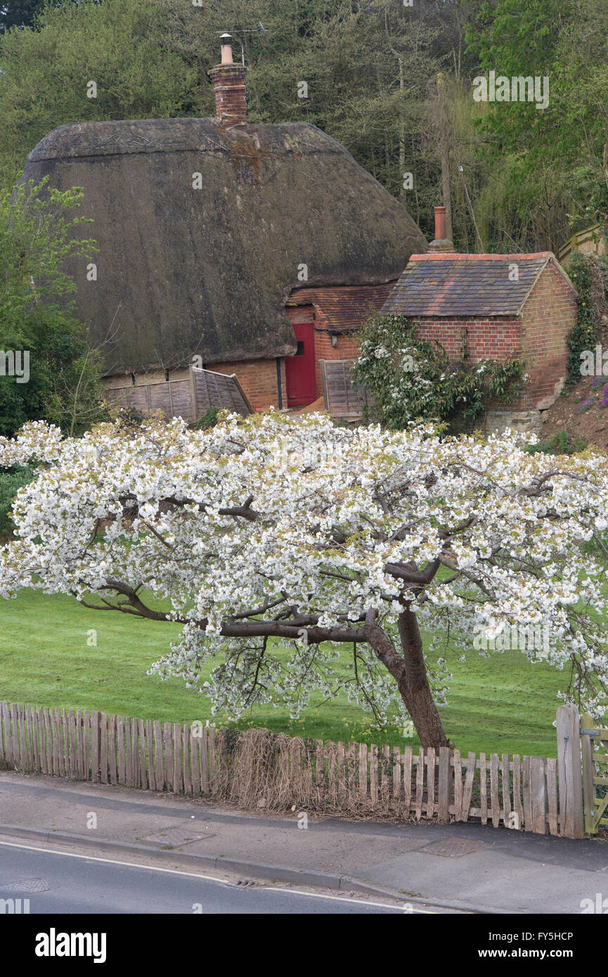 Prunus. Blühender Kirschbaum in Clifton Hampden, Oxfordshire, England Stockfoto