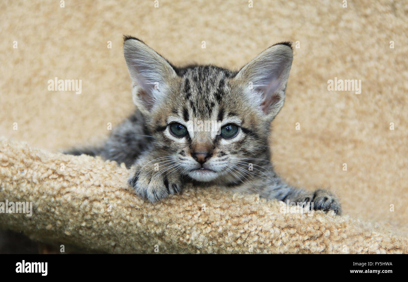 Savannah-Katze. Schönes Gesicht eines gefleckten und gestreiften gold  farbigen Serval Savannah Kitten mit blauen Augen entspannen Sie sich auf  einen Kratzbaum Stockfotografie - Alamy