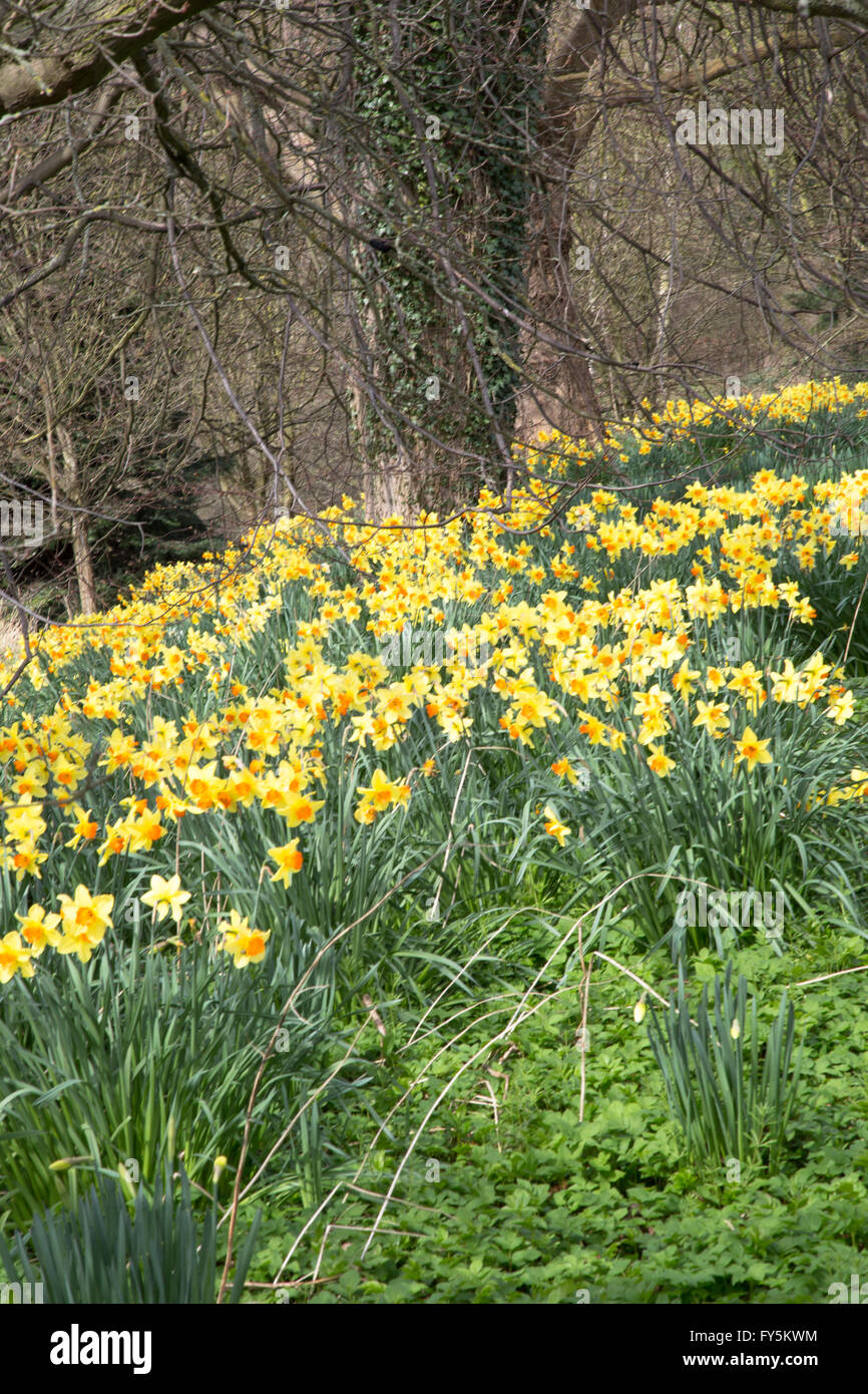 Narzissen (möglicherweise JonQuilla) massenhaft in den Wäldern rund um Durham, England. Stockfoto