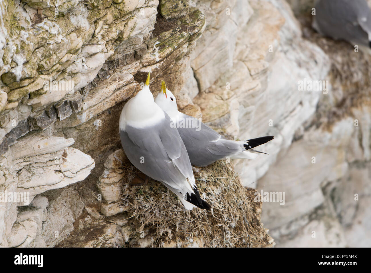 Ein paar der Dreizehenmöwe (Rissa Tridactyla) beteiligt Balz-Verhalten auf Felsvorsprung, Bempton Cliffs, East Yorkshire, UK Stockfoto