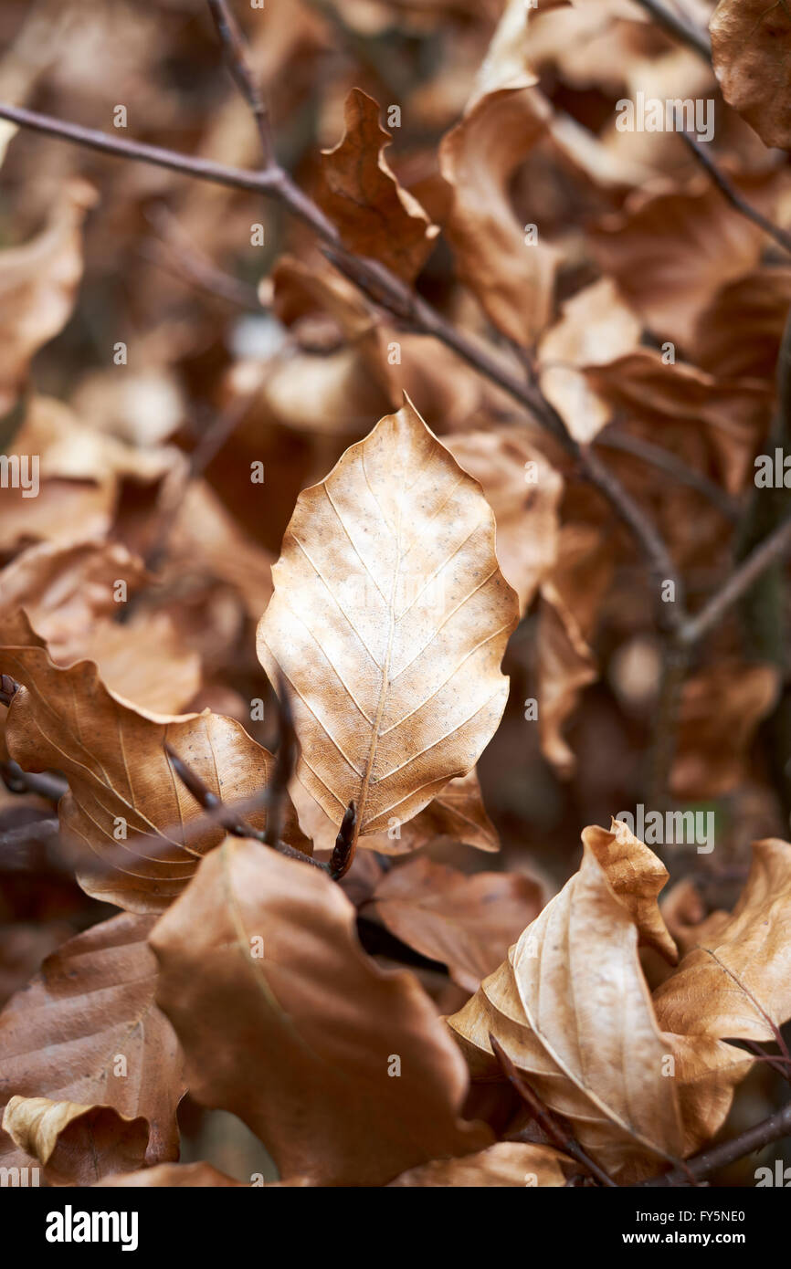 Alten trockenen Golden Blätter einer Buche (Fagus Sylvatica) mit neu Blattknospen auf neue holzigen Wachstum entwickeln. Stockfoto