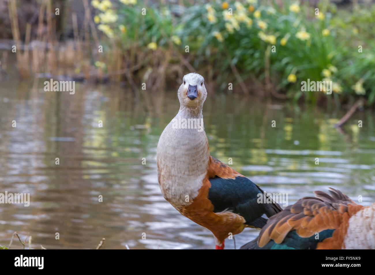 Orinoco Gans an Slimbridge Stockfoto