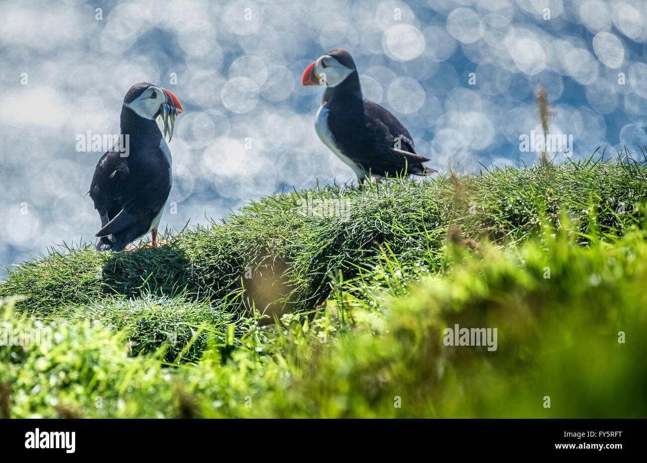 Papageientaucher. Fratercula arctica Stockfoto