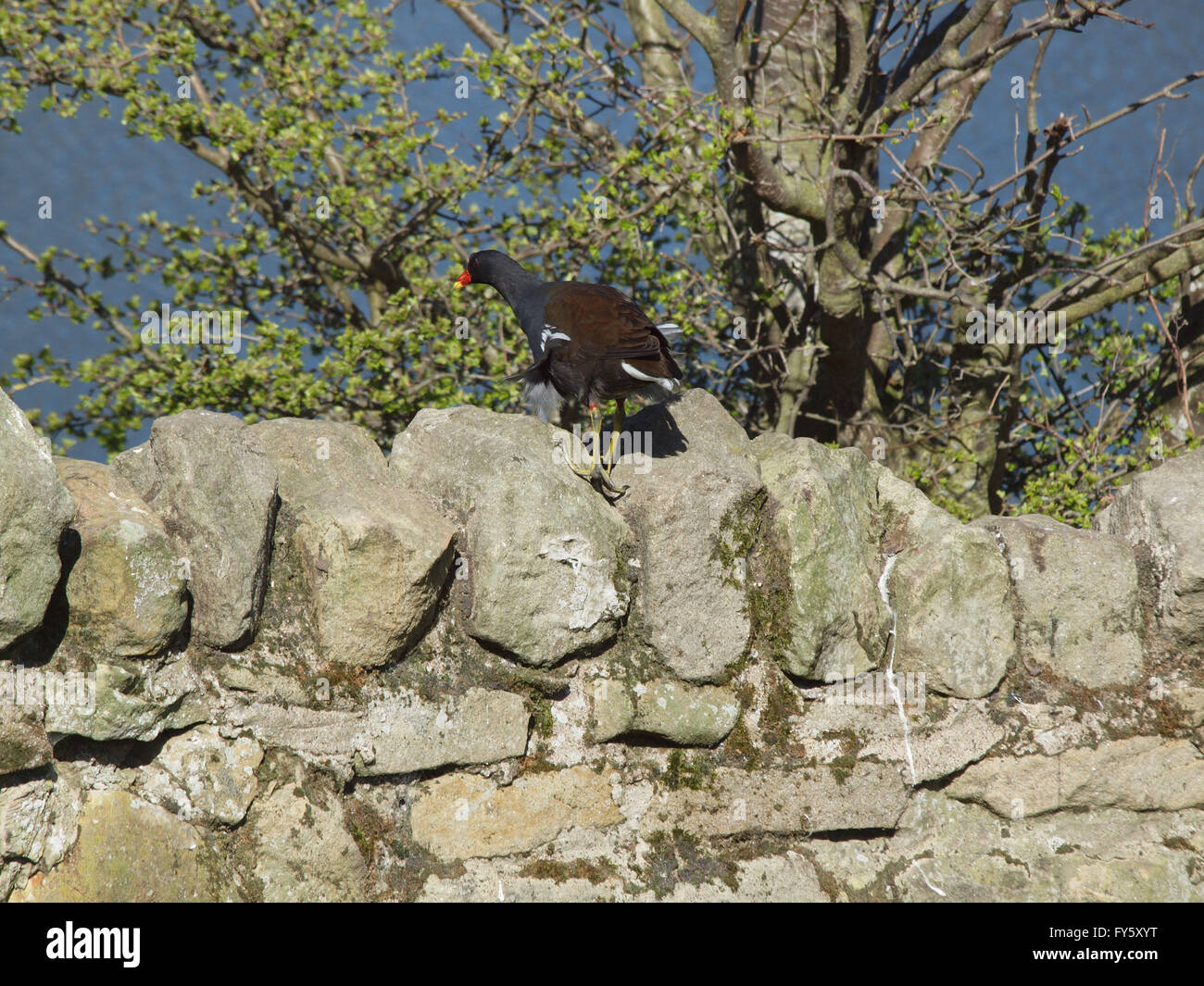 Newcastle Upon Tyne, 22. April 2016, Großbritannien Wetter. ein Teichhuhn, thront auf einer Steinmauer in Whitley Bay Nature Reserve an einem sonnigen Morgen in North Tyneside. Bildnachweis: James Walsh/Alamy Live-Nachrichten Stockfoto