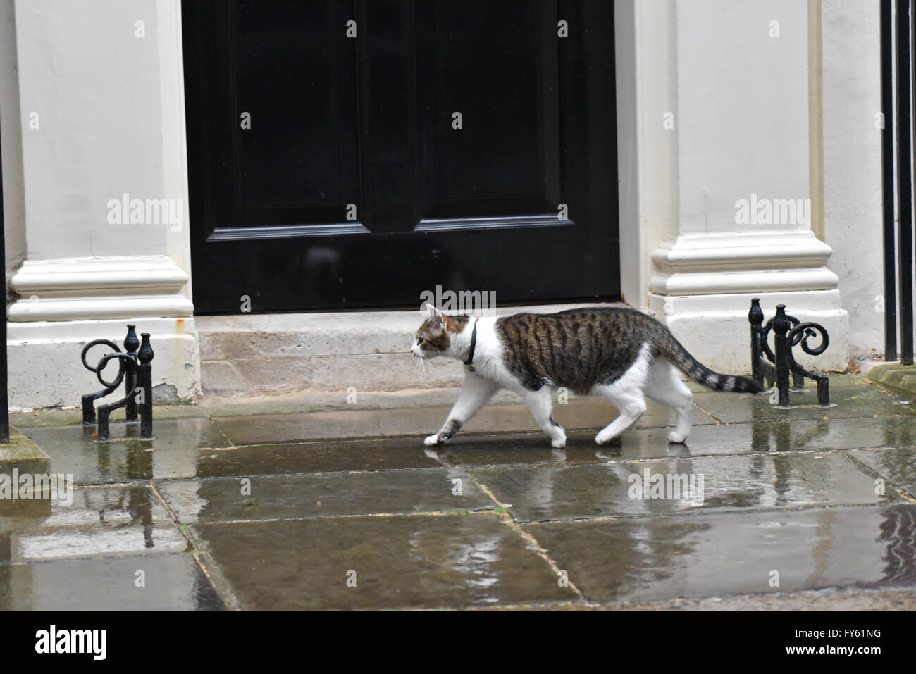 Downing Street, London, UK. 22. April 2016. Präsident Obama besucht Downing Street. Bildnachweis: Matthew Chattle/Alamy Live-Nachrichten Stockfoto