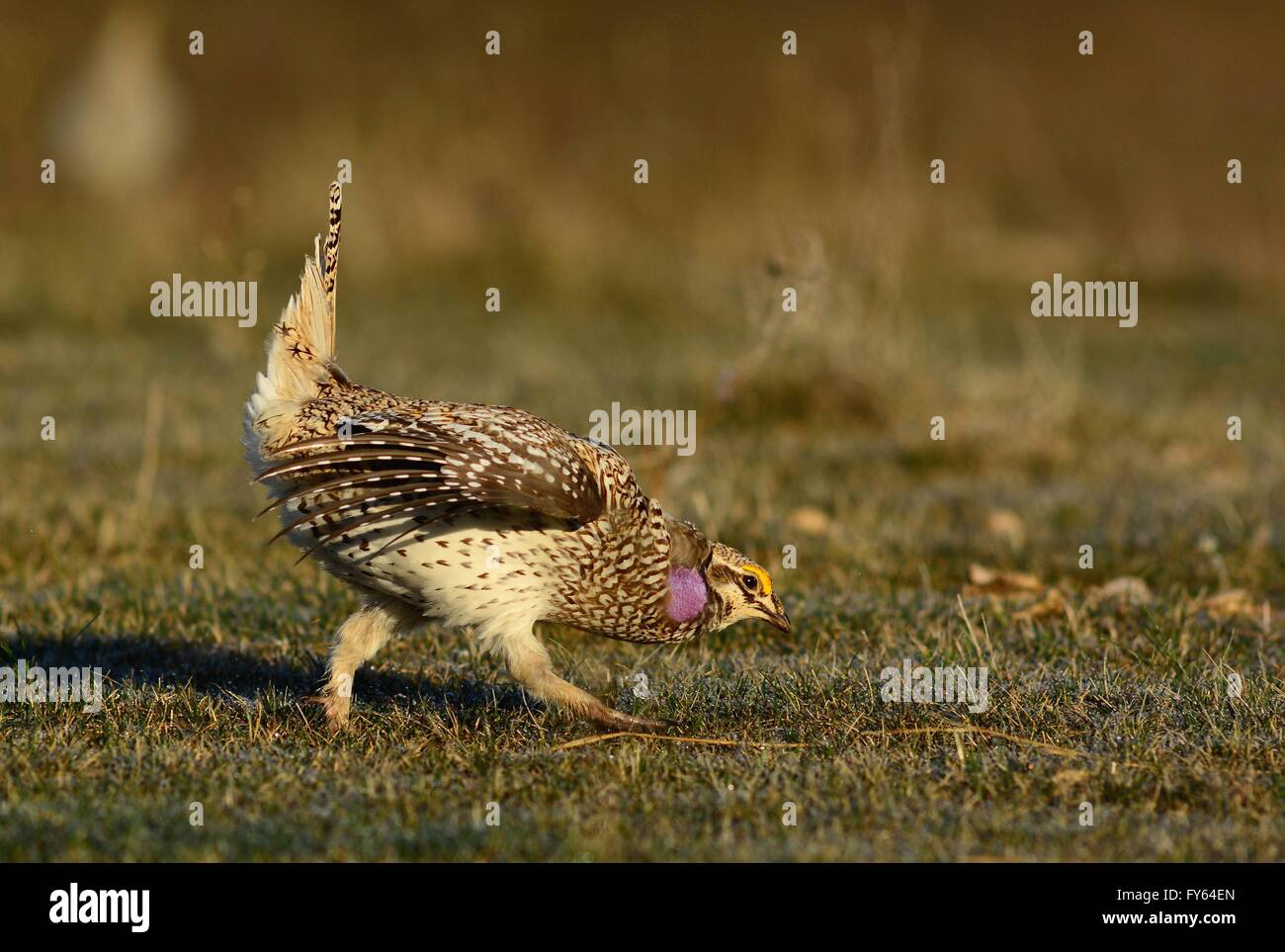 Woodworth, North Dakota, USA. 22. April 2016. Sharp-tailed Grouse führen Paarung zeigt in einem Lek entlang der Prairie Pothole Region Feuchtgebiete in Frühling 22. April 2016 in der Nähe von Woodworth, North Dakota. Bildnachweis: Planetpix/Alamy Live-Nachrichten Stockfoto