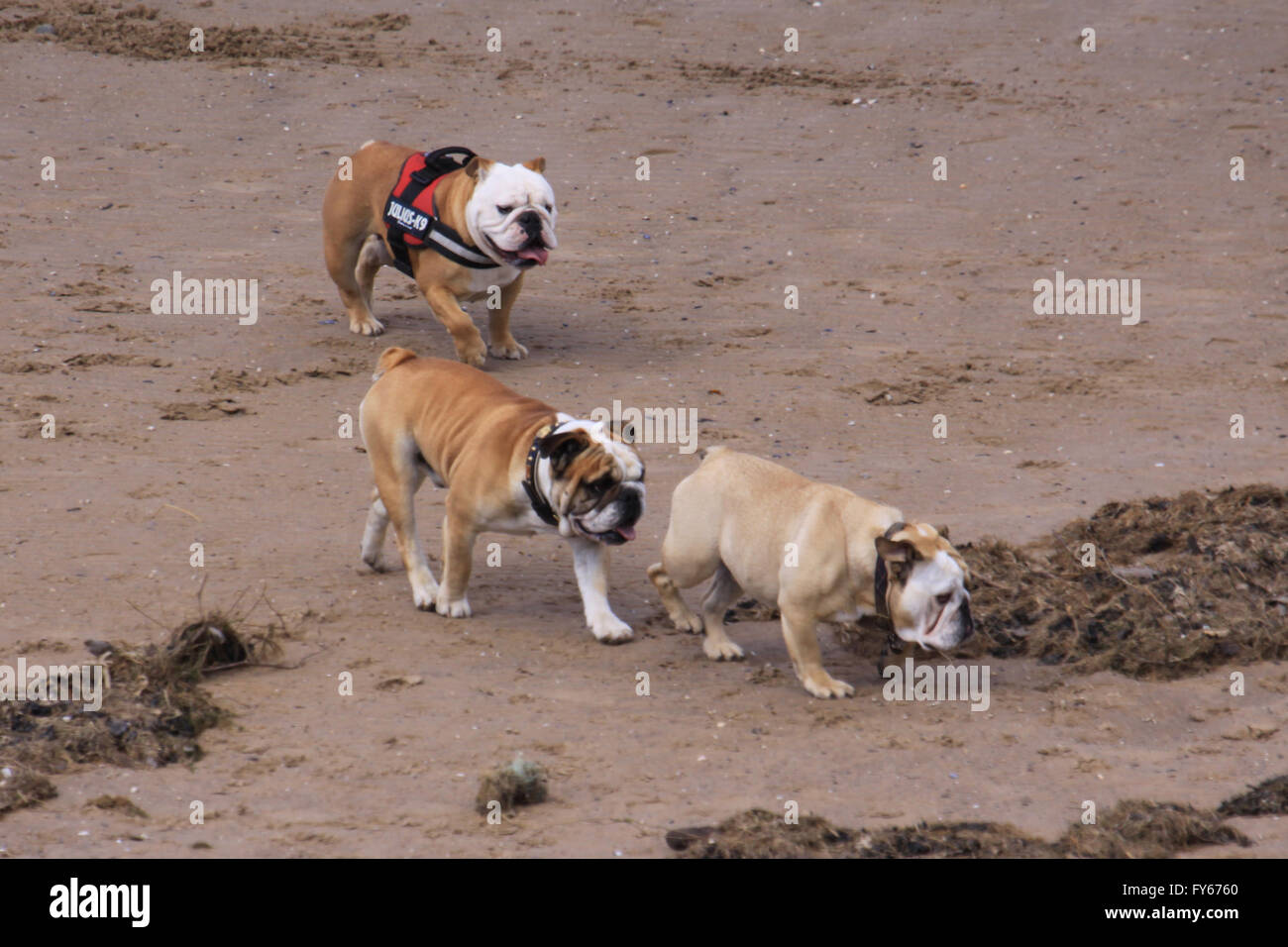 Morecambe, Lancashire, Vereinigtes Königreich, 23. April 2016, Charity Bulldog Spaziergang fand in Morecambe Geldbeschaffung für Bulldog Rettung die Bull Hundebesitzer Teilnahme auf einem Spaziergang Credit sah: David Billinge/Alamy Live News Stockfoto