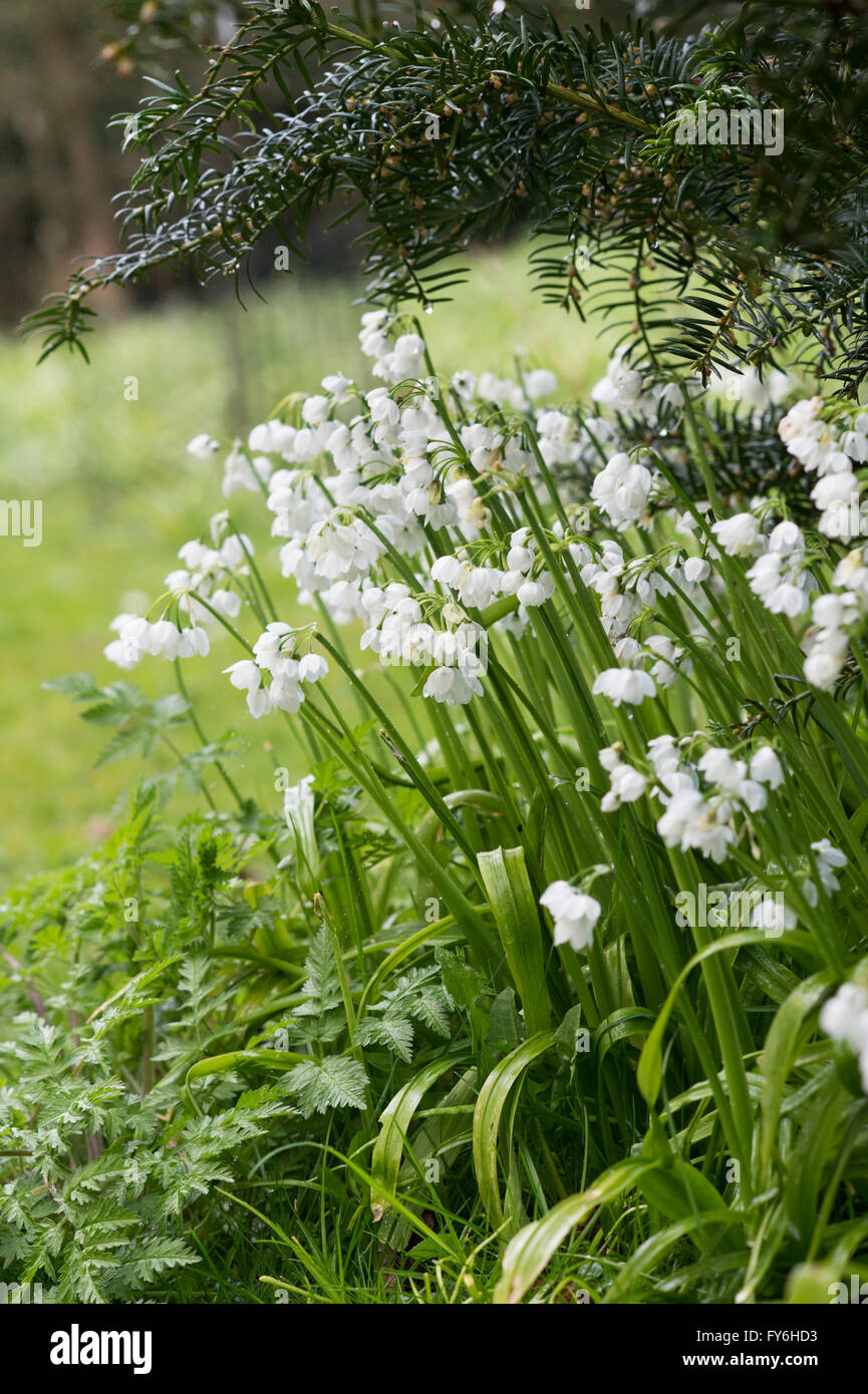 Allium Paradoxum. Nur wenige blühende Knoblauch Blumen in einem englischen Waldgebiet.  Evenley Holz Gärten, Northamptonshire, UK Stockfoto