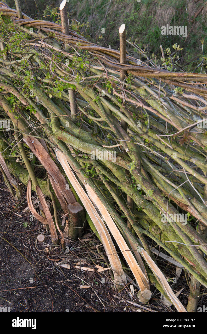 Traditionelle Hecke in der englischen Landschaft gelegt Stockfoto
