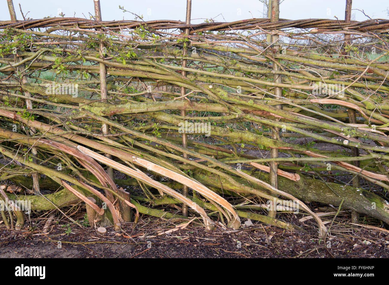 Traditionelle Hecke in der englischen Landschaft gelegt Stockfoto