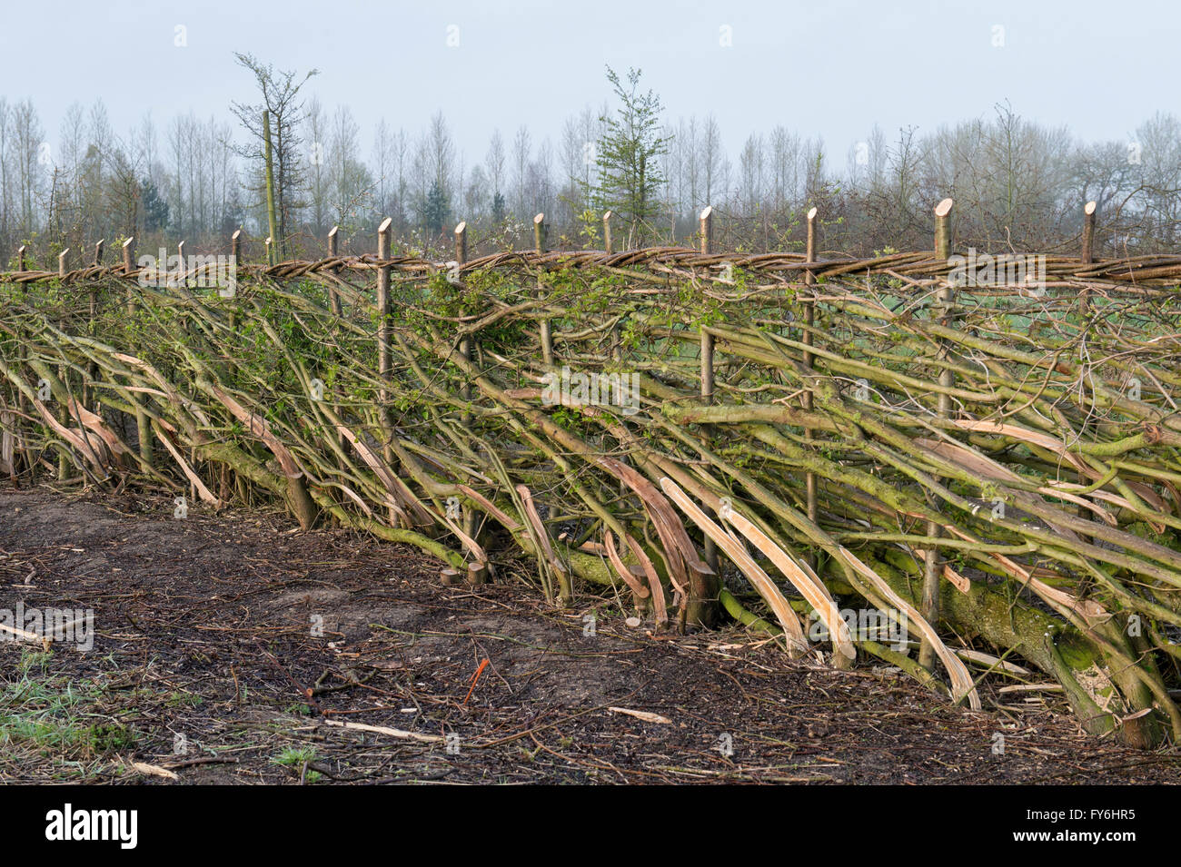 Traditionelle Hecke in der englischen Landschaft gelegt Stockfoto