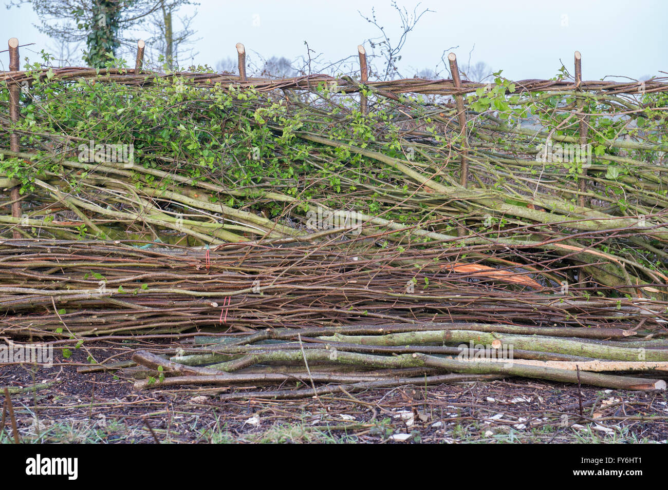 Traditionelle Hecke in der englischen Landschaft gelegt Stockfoto