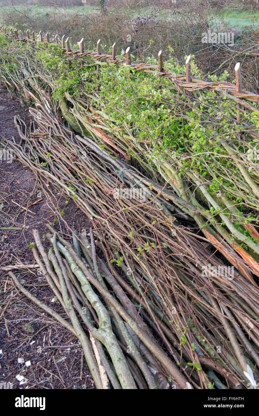 Traditionelle Hecke in der englischen Landschaft gelegt Stockfoto