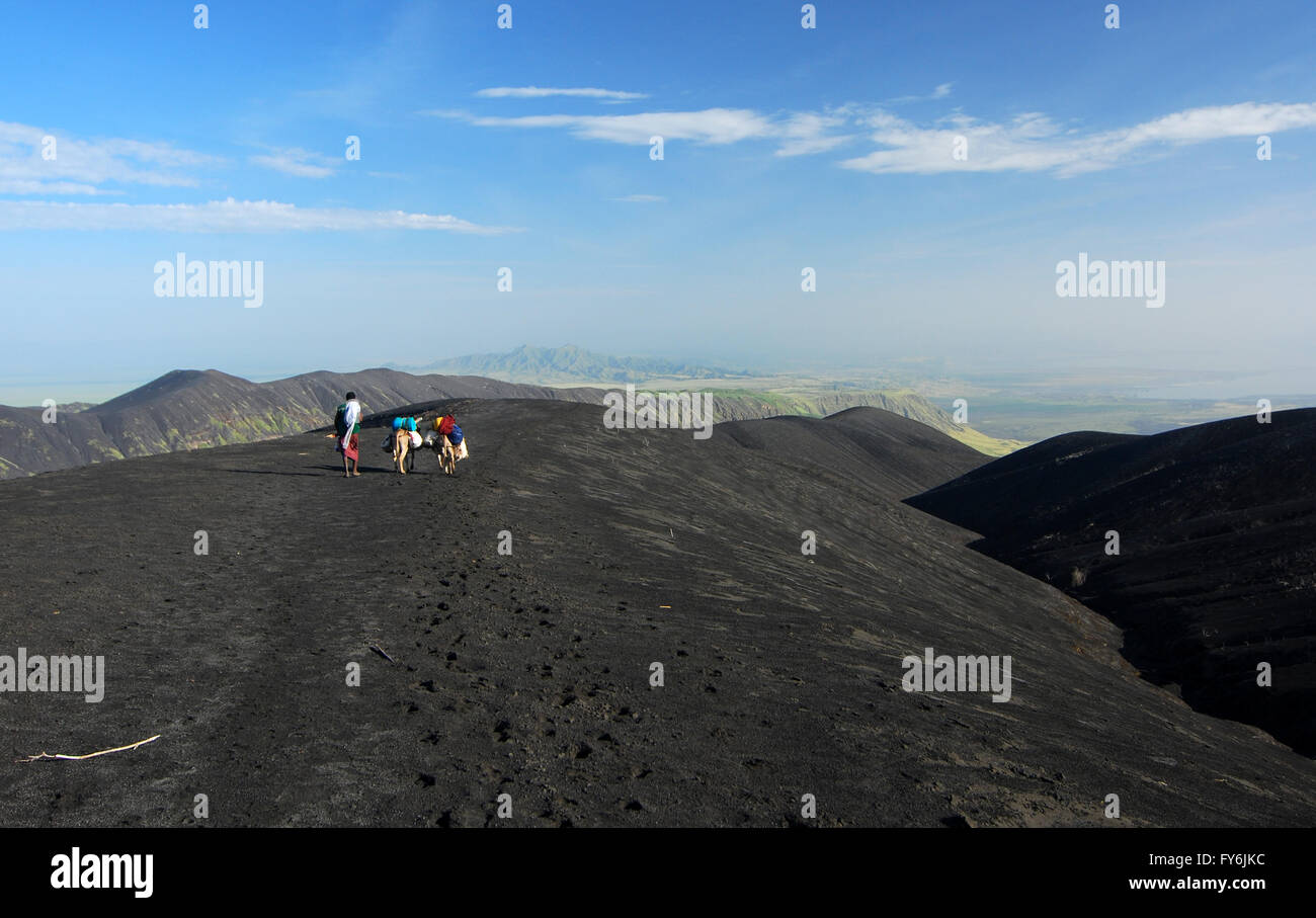 Esel in einer schwarzen vulkanischen Wüste Stockfoto