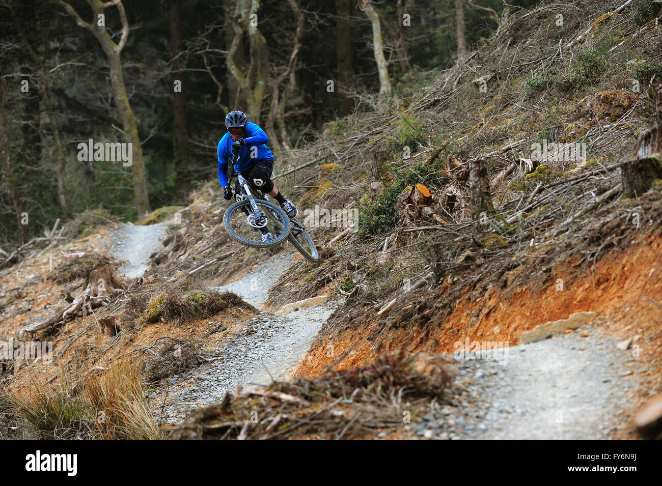 Ein Mann fährt mit dem Mountainbike auf Trails in Cardinham Woods, Cornwall. Stockfoto