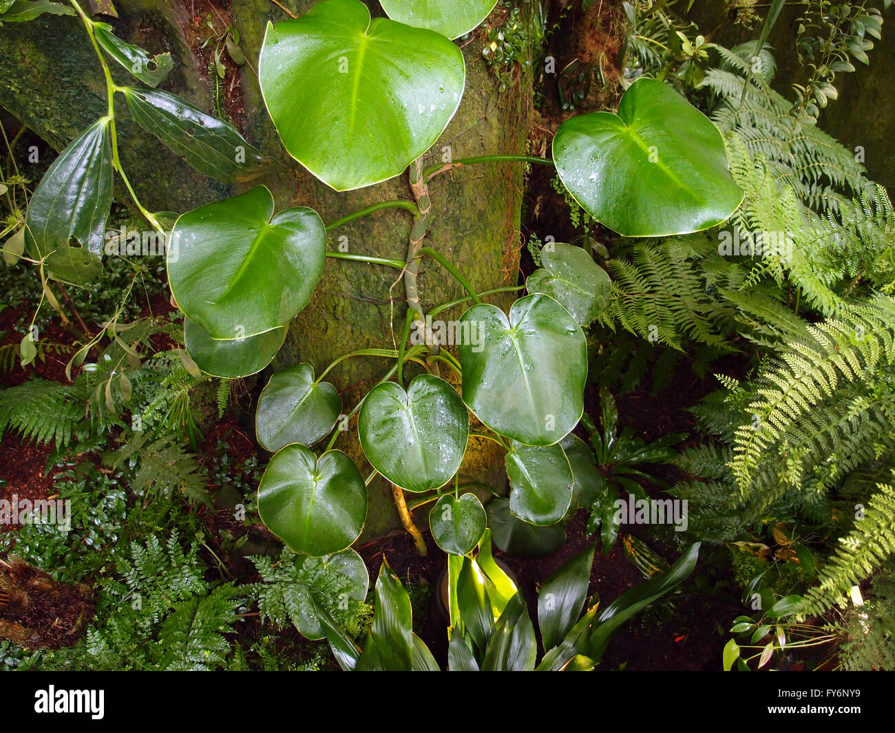 Rebe wächst auf LKW der Baum von Farnen und anderen Pflanzen umgeben. Stockfoto