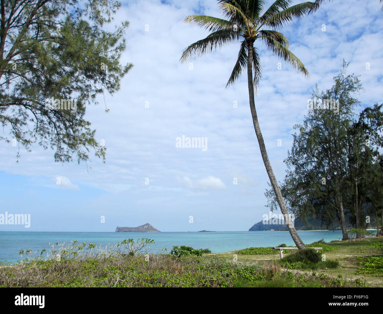 Bank unter einer Kokospalme in Rasenfläche von Waimanalo Beach mit Kaninchen und Felsinseln in der Ferne auf Oahu, Hawaii. Stockfoto