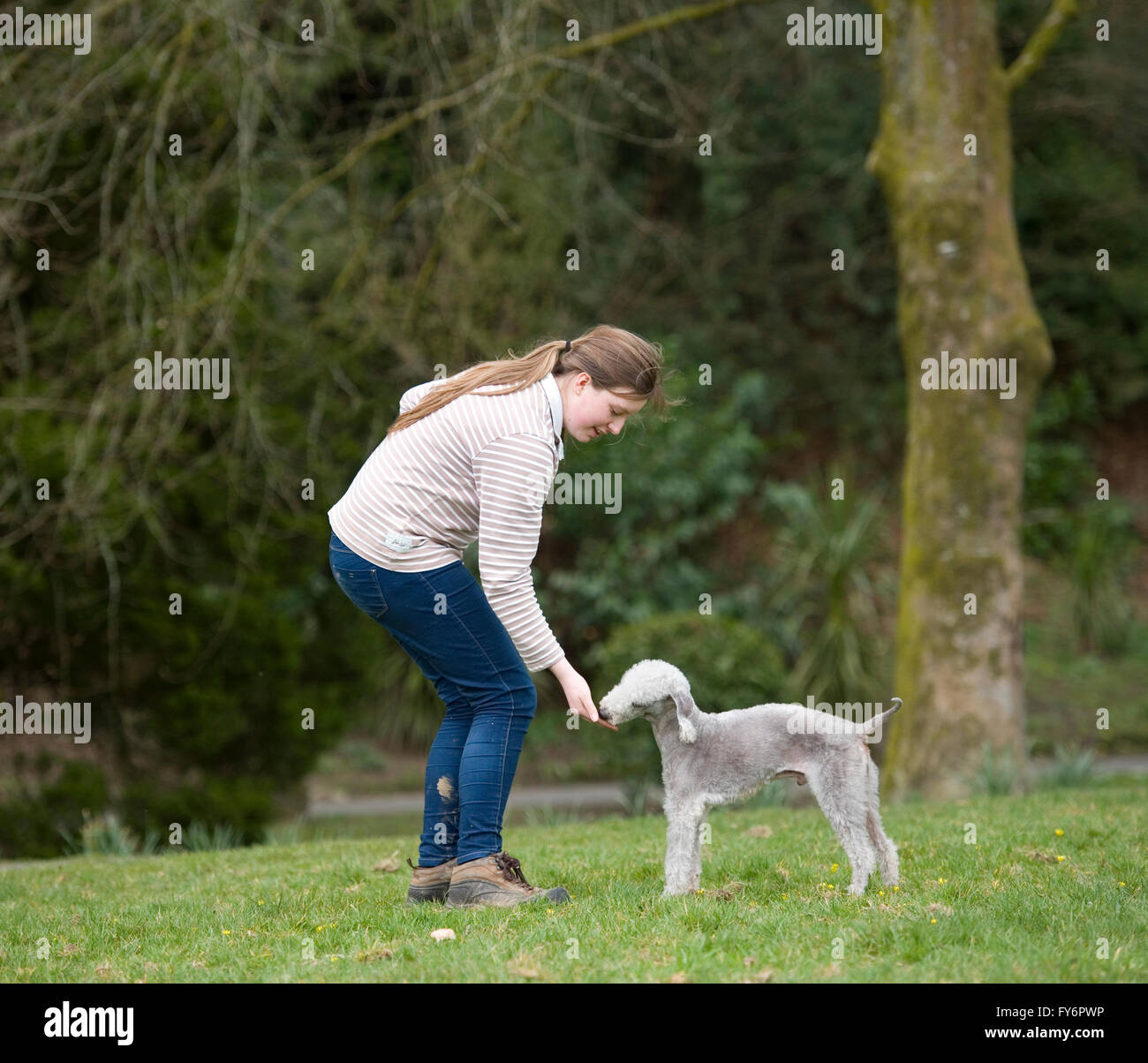 Person, die einen Hund im Park füttern Stockfoto