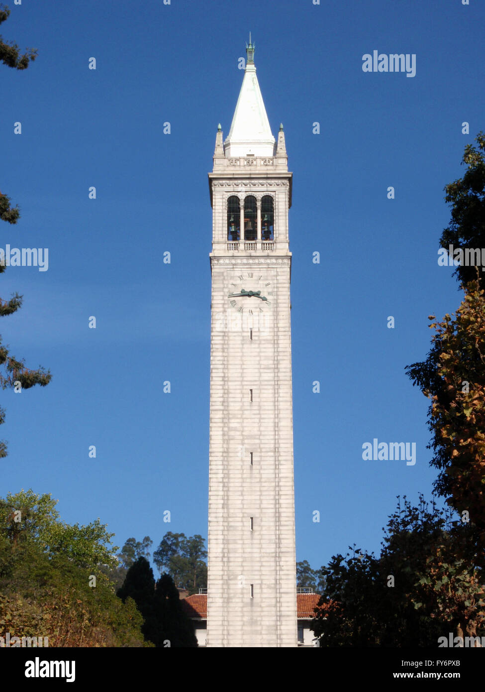 Der Campanile auch bekannt als der Sather Tower an University of California, Berkeley steht über den Bäumen Stockfoto