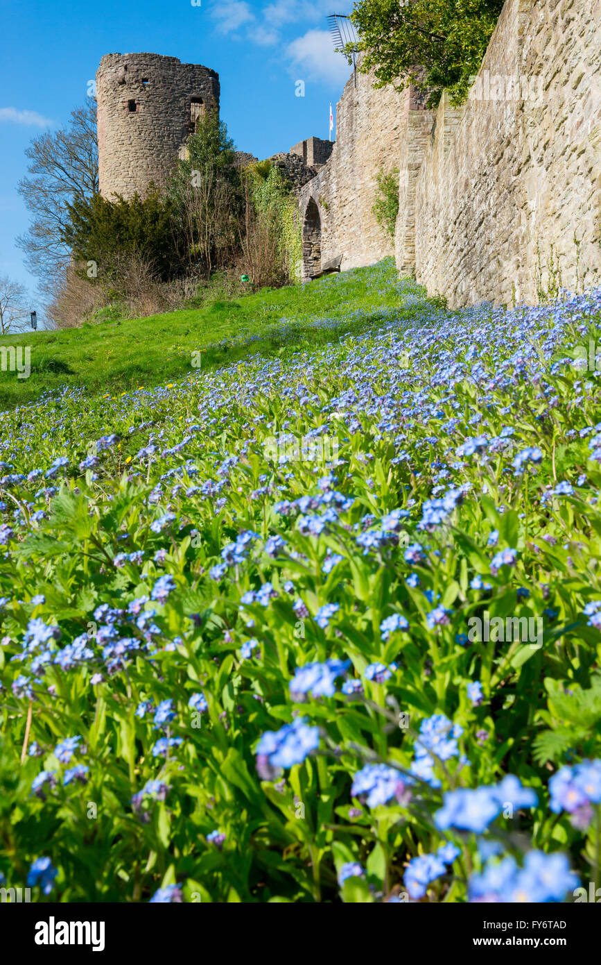 Frühling in Ludlow Castle in Shropshire, England, Vereinigtes Königreich. Stockfoto