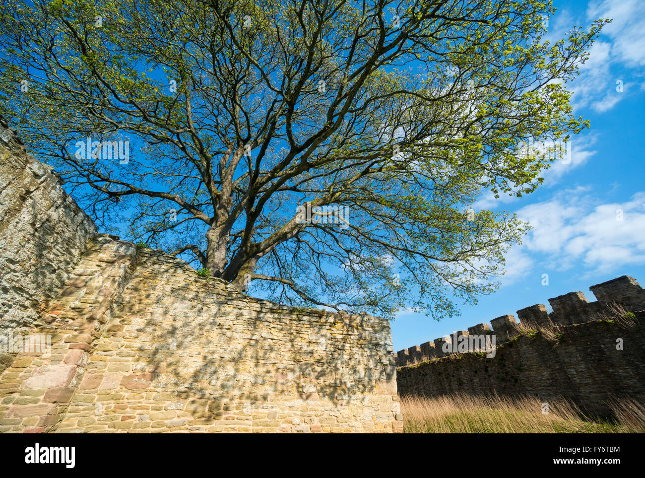 Ein Baum in der Begründung des Ludlow Castle in Shropshire, England, UK. Stockfoto