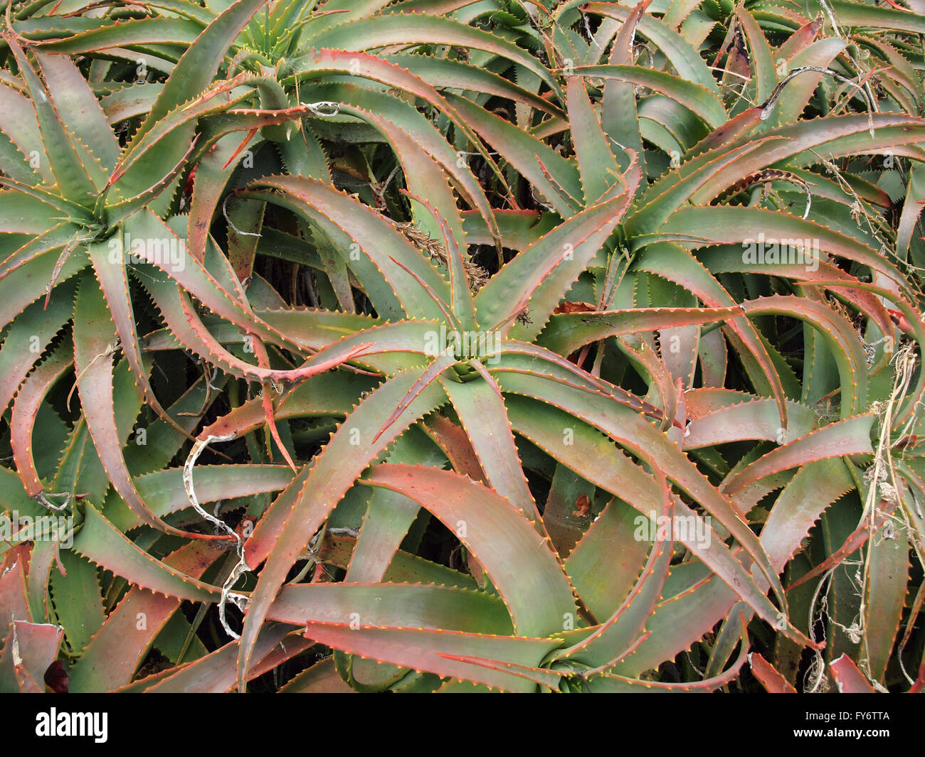 Aloe-Pflanzen wildy und eng zusammengewachsen. Stockfoto