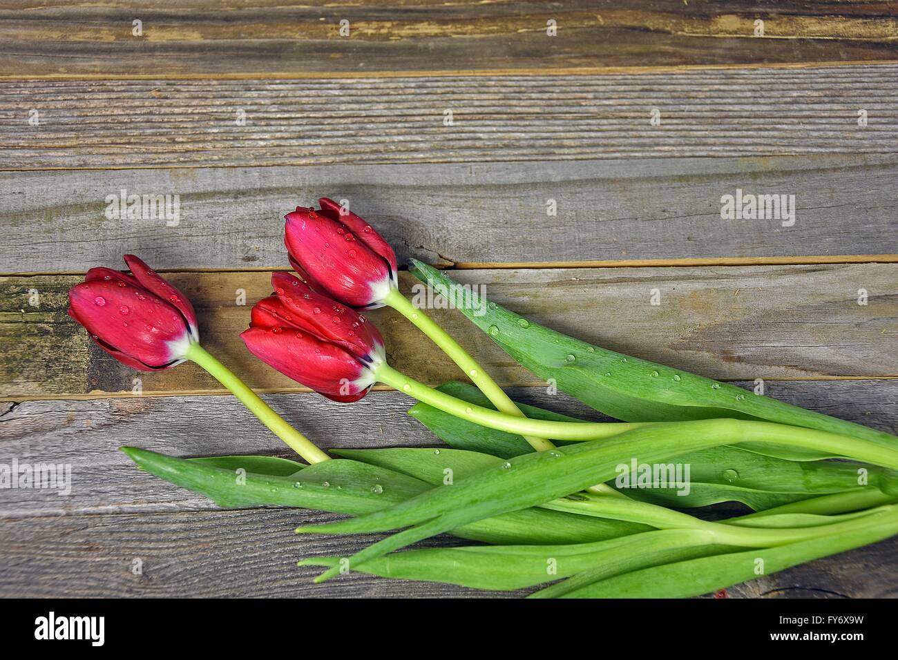 Rote Tulpen mit Wassertropfen auf verwittertem Holz. Stockfoto