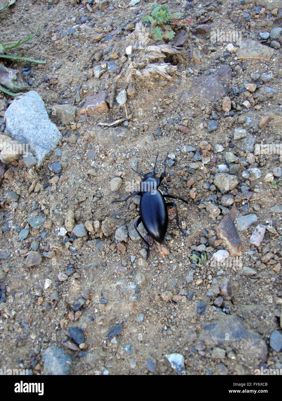 Schwarze Käfer Bug Spaziergänge Feldweg mit allen sechs von den Beinen. Stockfoto