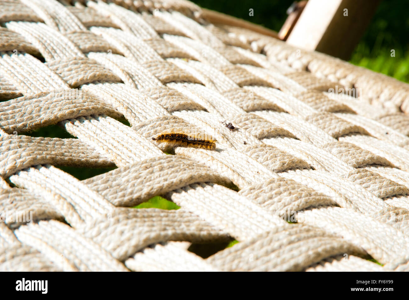 Raupe auf einem gewebten Stuhl Stockfoto