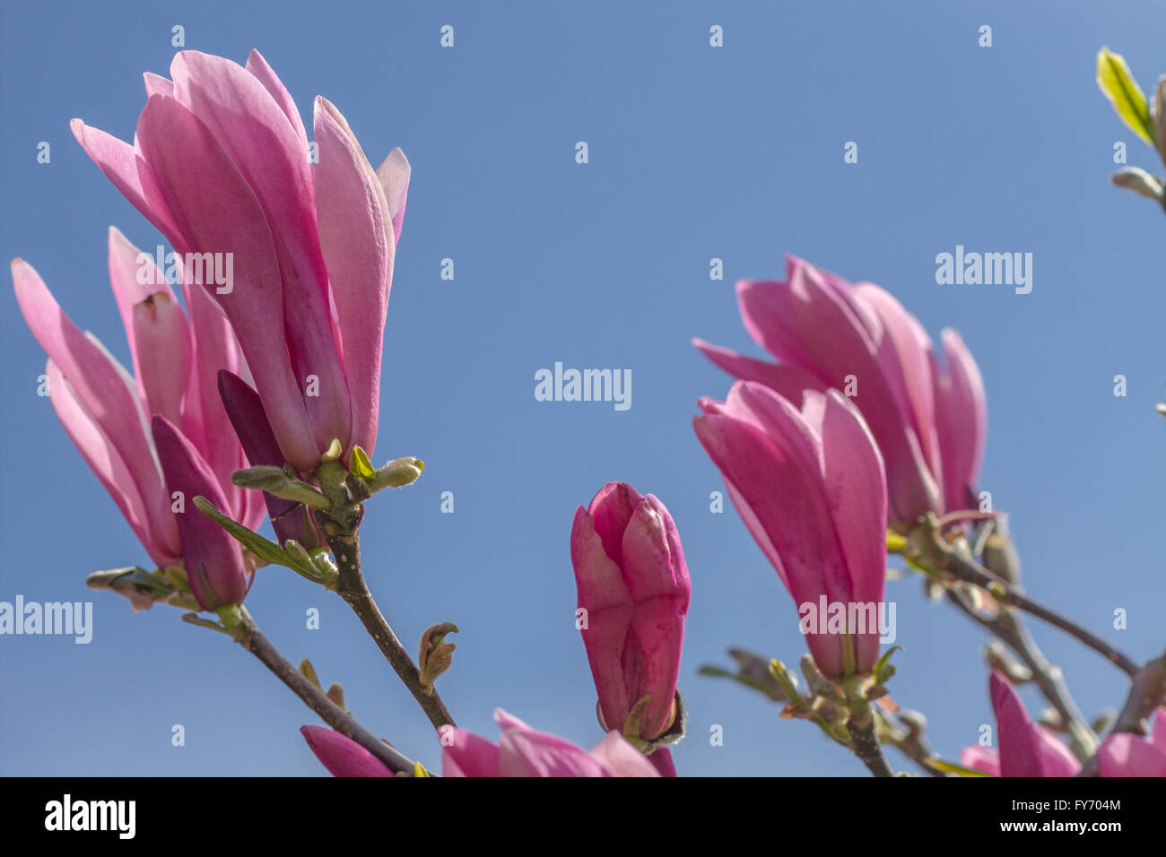 "Mit einem kurzen DOF, ein rosa Magnolie Knospe sitzt unter anderem weniger scharfen Knospen und einen wunderschönen blauen Himmel mit Textfreiraum.  Vancouver Stockfoto