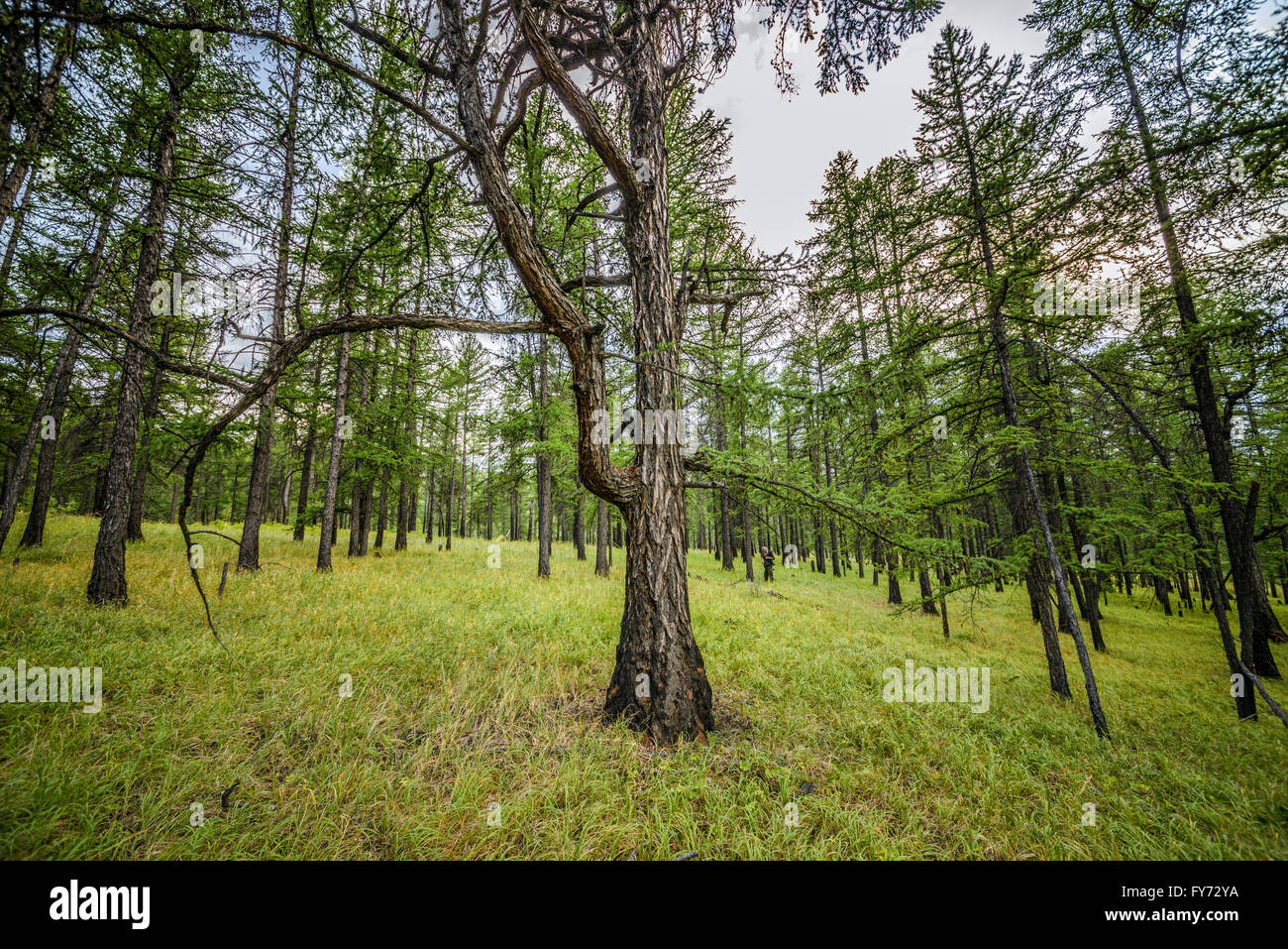 grünen Waldbäume Stockfoto