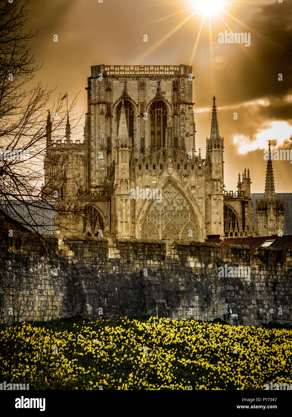 Frühling blühenden Narzissen an ten Ufern der Bar Wände mit York Minster im Hintergrund. York, North Yorkshire, UK. Stockfoto