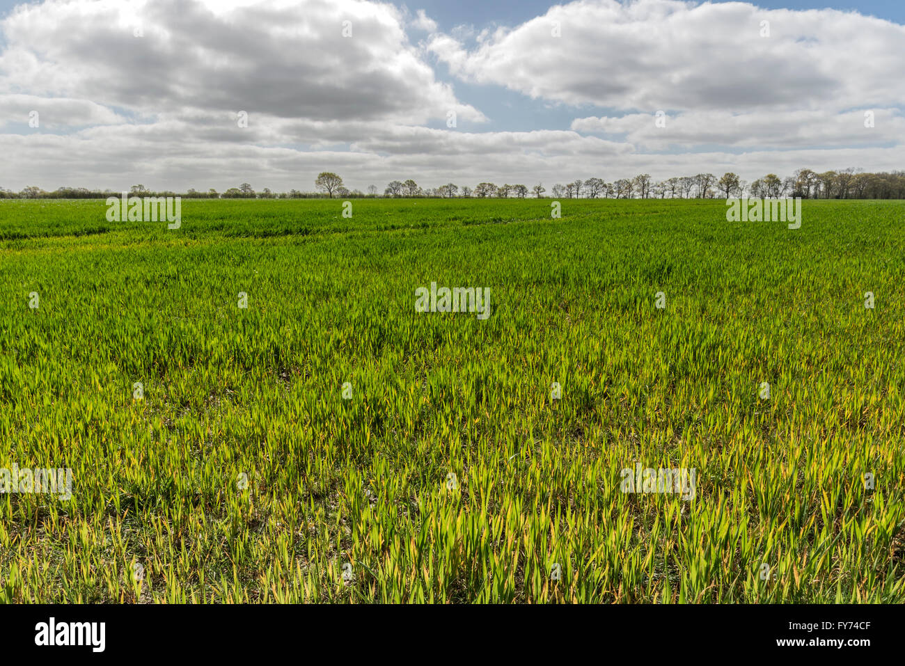 Lebendige grüne Wiese an einem sonnigen Frühlingsmorgen Stockfoto