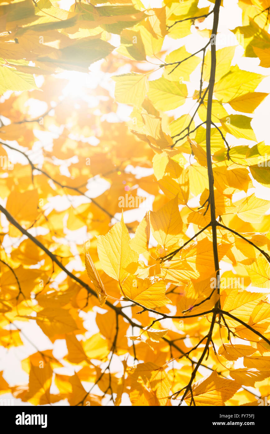 Natur detail, Falllaub mit gelben Blätter, Schweden Stockfoto