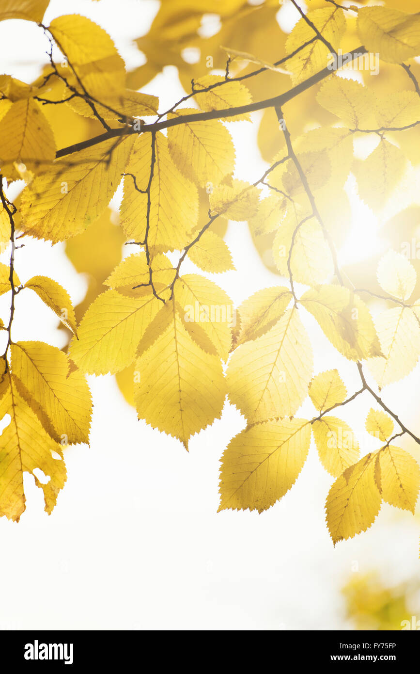 Natur detail, Falllaub mit gelben Blätter, Schweden Stockfoto