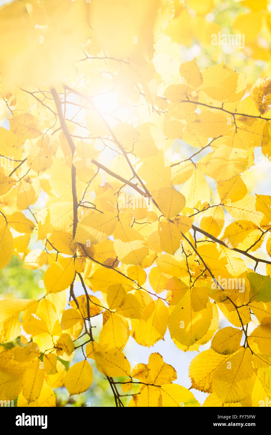 Natur detail, Falllaub mit gelben Blätter, Schweden Stockfoto