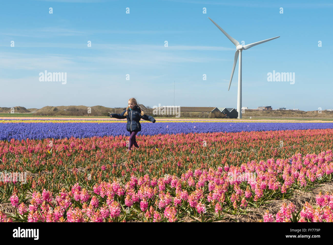Ein junges Mädchen spielen unter den Frühlingsblumen in einer typisch holländischen Frühling-Szene Stockfoto