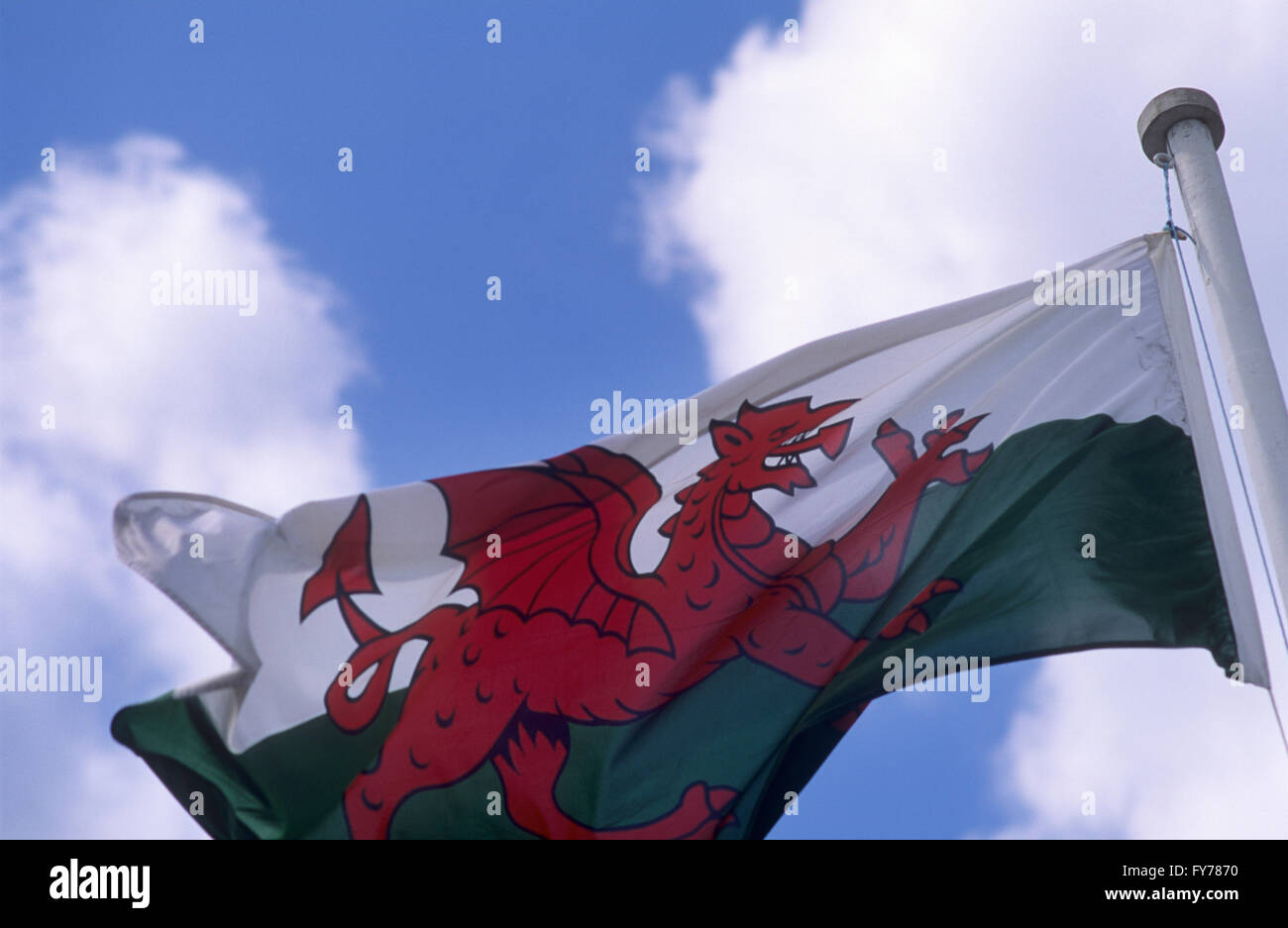 Die walisische Flagge. Stockfoto